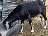 Billy Goat, Nubian Goat — photo 2