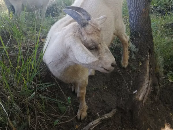 Goat, Alpine goat — Kazakhstan