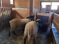雌羊, Baerchuke sheep — 写真 1