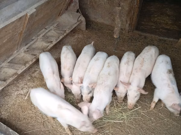 Boar, Pigs