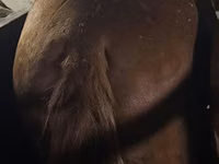 Horse (M), Horses — photo 4