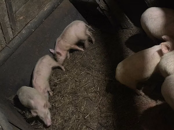 Pigs (batch, sex not specified),  — Kazakhstan
