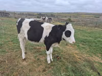 Bulle, Russian Black pied cattle — Foto 1
