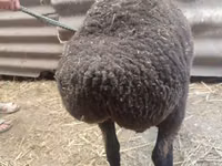 Qoʻy, Saryarka sheep — 3-rasm