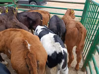 Vacă, Vaca Limousine — foto 3