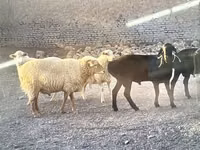 แกะตัวผู้, Dorper sheep — รูปภาพ 4
