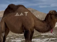 Urgʻochi tuya, Kazakh Bactrian camel — 2-rasm