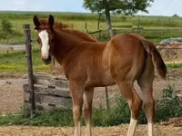 Kuda jantan, Quarter Horse — foto 5
