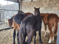 Cavalo, Cavalos — foto 4