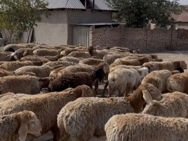 Ram, Rhon sheep — Kyrgyzstan