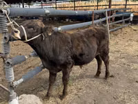 Bull, Aberdeen-Angus — photo 3