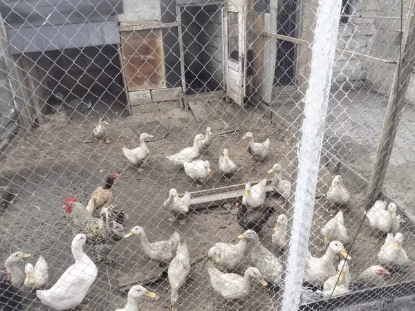 Ducks — 阿塞拜疆