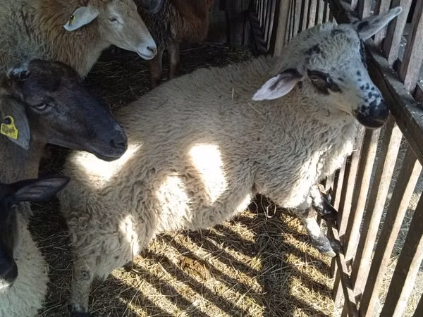 Ram, White Suffolk sheep — Kazakhstan