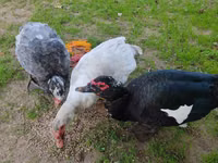 Guinea fowl — photo 7