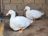 Ducks — 照片 3