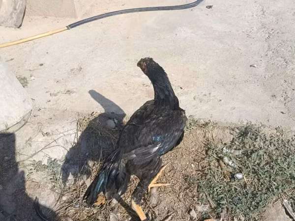 Chickens — Kyrgyzstan