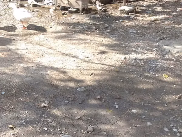 Ducks — Azerbaijan