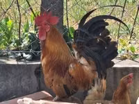 Chickens — foto 5