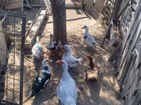 Ducks — ፎቶ 1