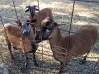 Ram, Cameroon sheep — photo 1