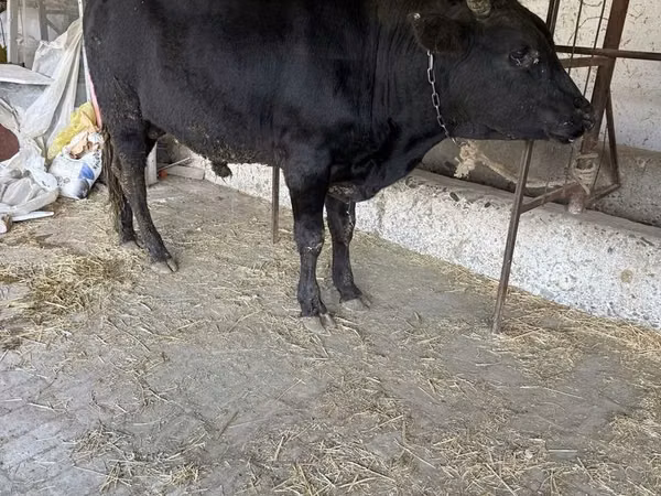 Bull, Cattle