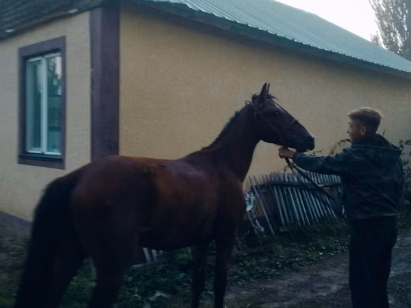 Horse (M), Horses — Kyrgyzstan