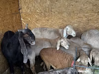 Ido, Arashan sheep — sawirka 4