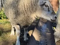 Kambing jantan, Texel sheep — foto 1