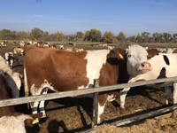 公牛, Danish Red Cow — 照片 1
