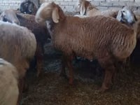 Carnero, Arashan sheep — foto 3