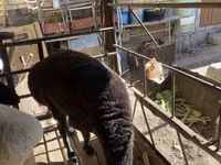 Biri-biri betina, Sheep — foto 3