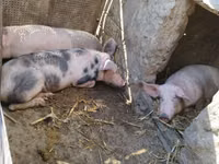 Sow, Pigs — photo 4