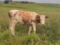 母牛, Cattle — 照片 4