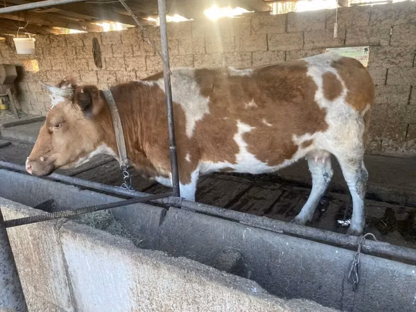 گاو ماده, Simmental cattle