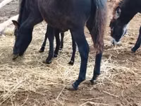Hengst, Welsh Mountain Pony — foto 1