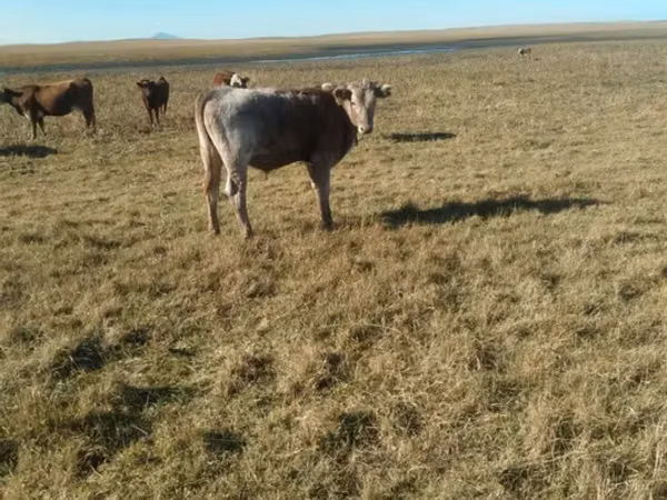 Bull, Cattle — Kazakhstan
