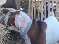 بز نر, Nubian Goat — عکس 4