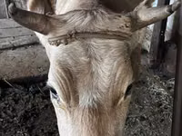 Cow, Cattle — photo 1