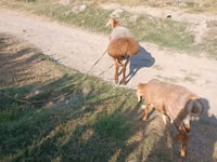 Ram, Edilbay sheep — photo 3