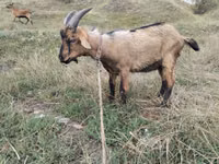 Billy Goat, Goats — photo 3