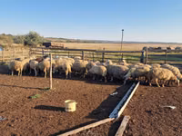 Sheep, Sheep — photo 2