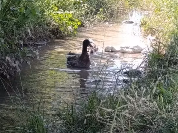 Ducks — Uzbekistan