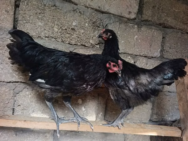 Australorp — Azerbaijan