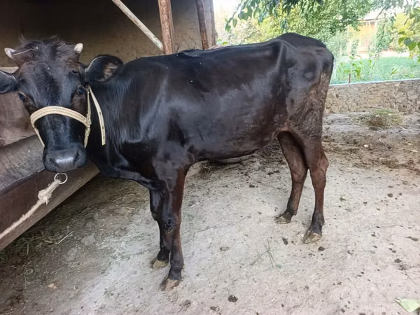 Cow, Cattle — Uzbekistan