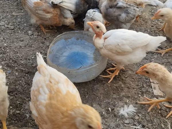 Chickens — 阿塞拜疆