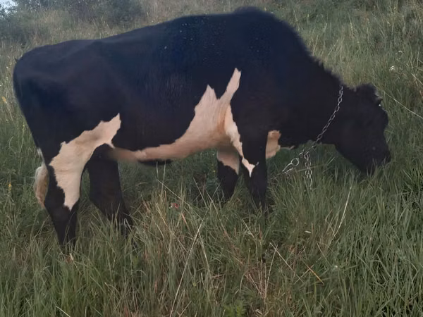 Cow, Russian Black pied cattle — Moldova