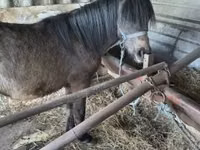 Kuda jantan, Horses — foto 4