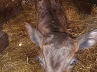 Vache, Vache limousine — photo 6