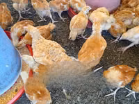 Chickens — 사진 2