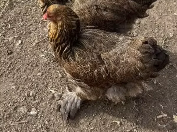 브라마